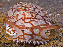 Pleurobranchus Sea Slug (Pleurobranchaea brockii) - Puri ... by Marco Waagmeester 